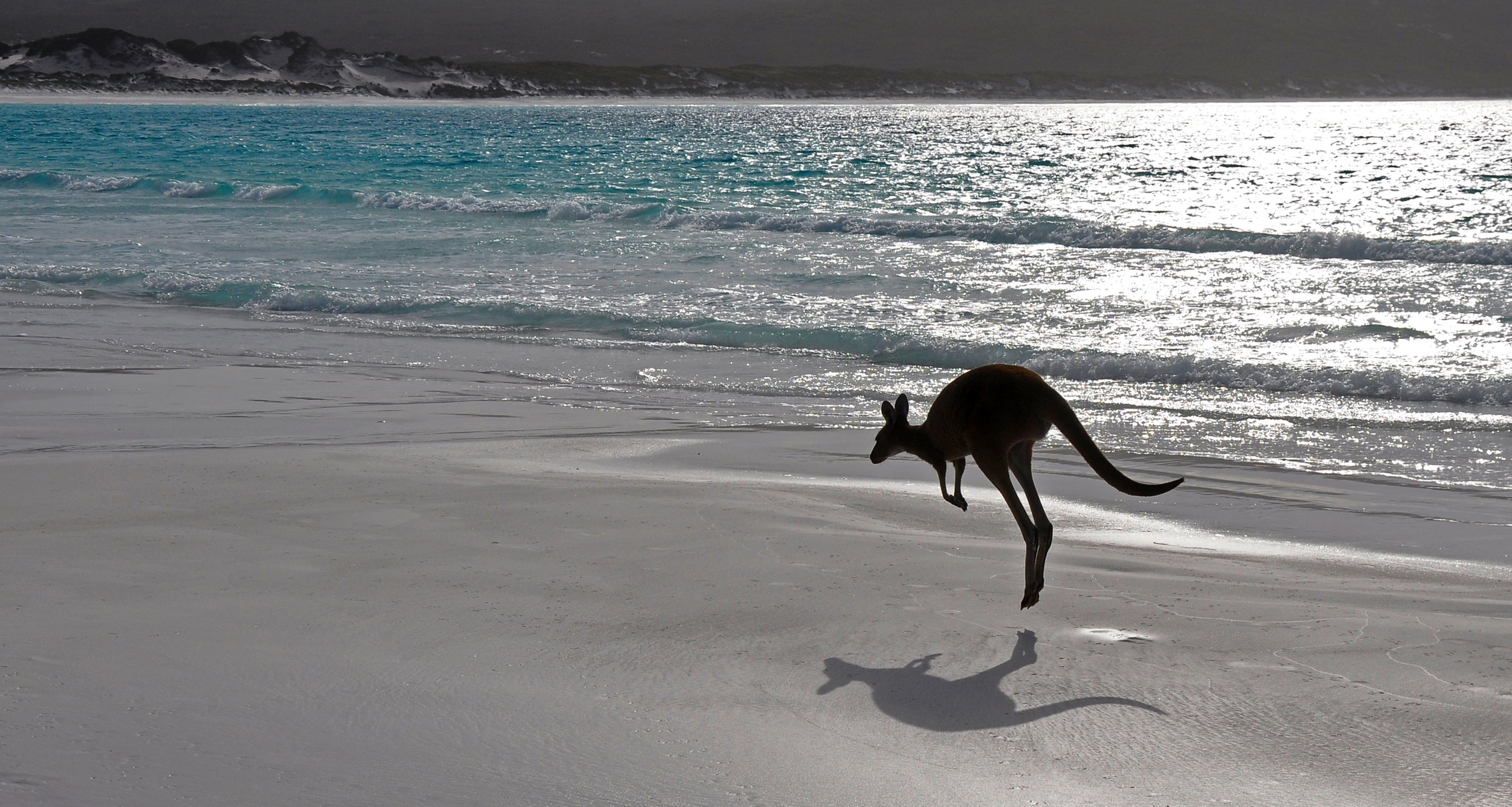 Les kangourous gris sont parmi les espèces à considérer l'humain comme un super-prédateur. © kaomhin, Adobe Stock