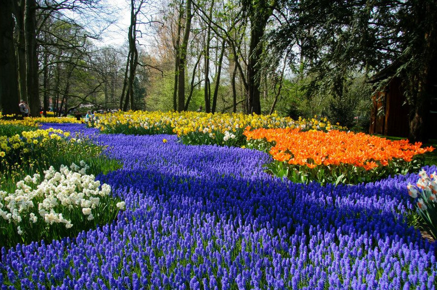 Le parc floral de Keukenhof, aux Pays-Bas