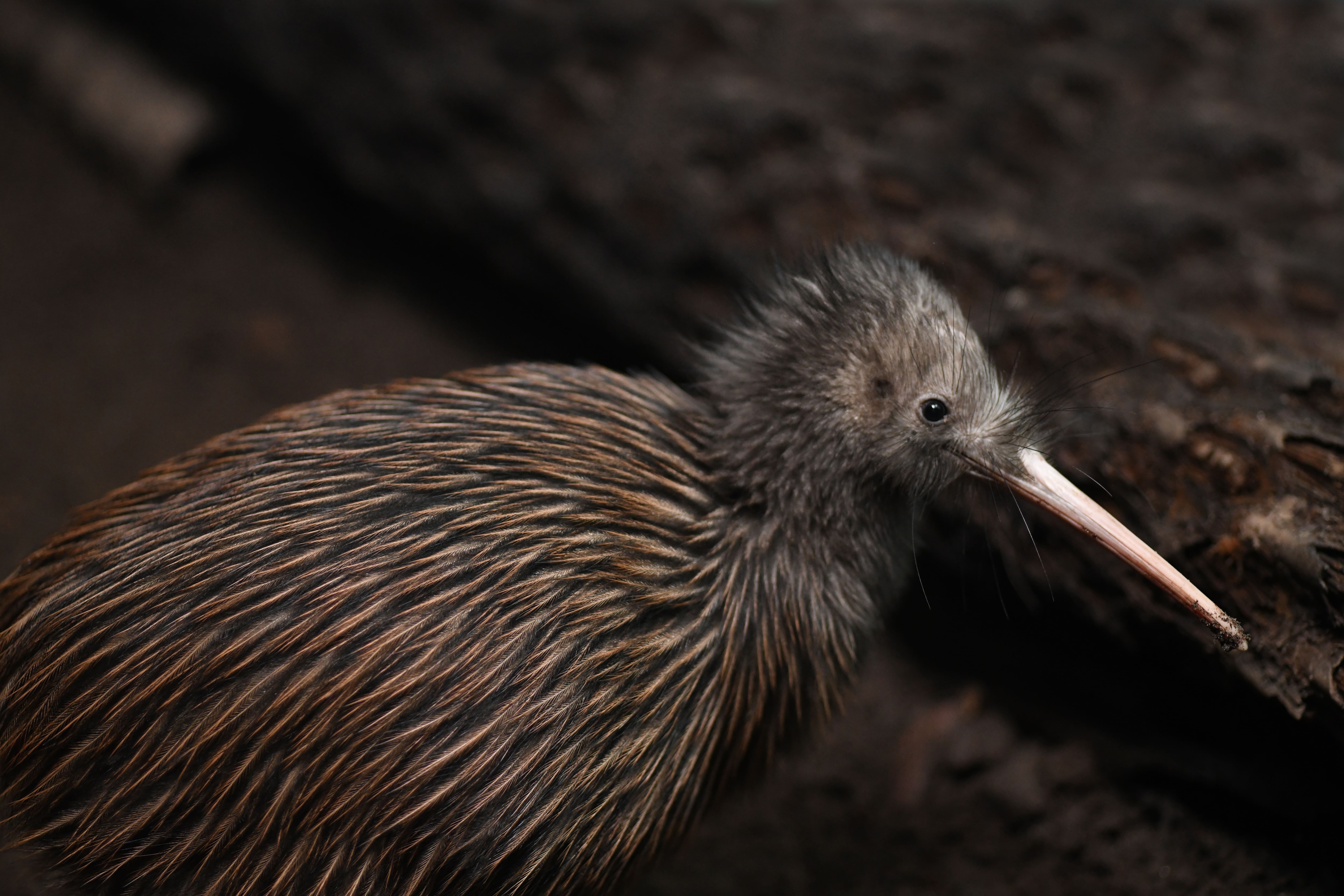 Aujourd'hui, la Nouvelle-Zélande abrite environ 70 000 kiwis, une espèce endémique vulnérable. © Lakeview Images, Adobe Stock