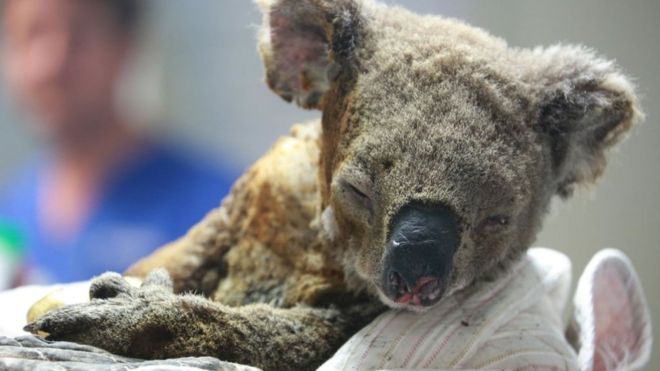 Les koalas, qui grimpent en haut des arbres pour se protéger, sont victimes des incendies. Plusieurs centaines d'entre eux sont morts. © Getty Image