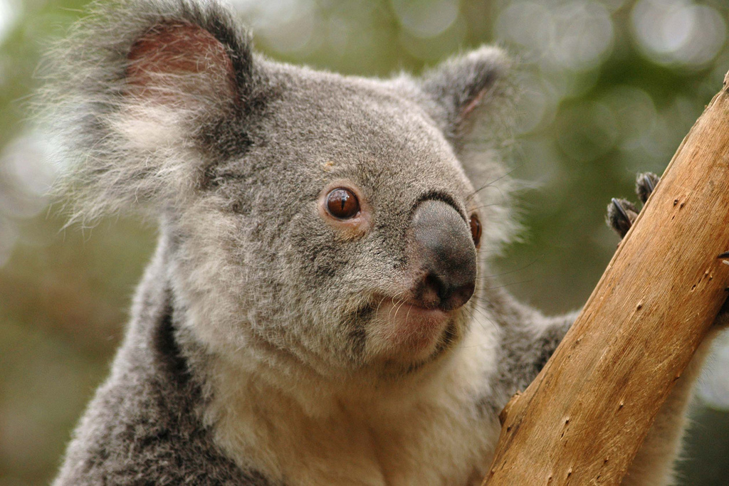 Il subsisterait à ce jour entre 43.000 et 80.000 koalas en Australie. Pourtant, ils étaient plusieurs millions en 1788, avant d'être chassés pour leur&nbsp;fourrure.&nbsp;©&nbsp;Todd Odegaard, Flickr