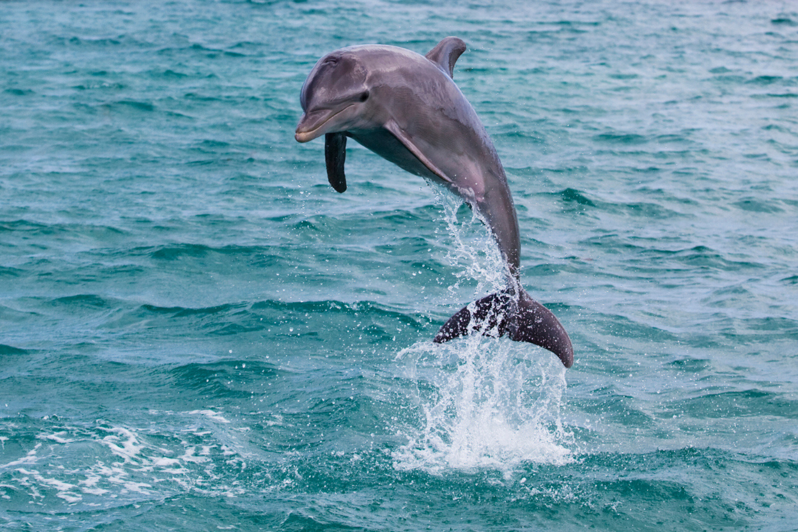 Et si l’IA parvenait à décoder ce que disent vraiment les dauphins ? © FDS111, iStock