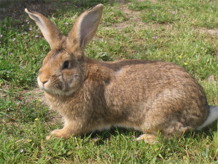 Le lapin vit avec les humains depuis seulement 1.400 ans et on sait précisément où cette histoire a commencé. Il constitue donc un bon modèle pour comprendre comment la domestication modifie à long terme un animal. © Manel pv, Wikimedia Commons, DP