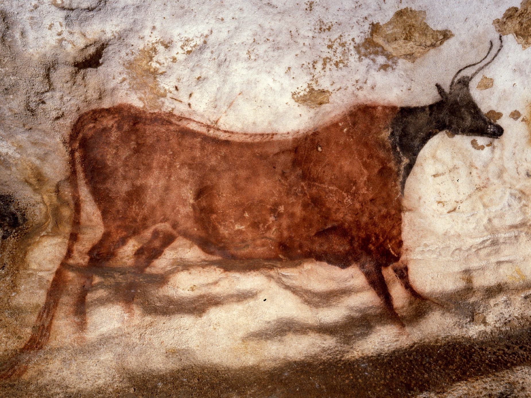 Représentation d'un taureau dans la grotte de Lascaux. © Lascaux