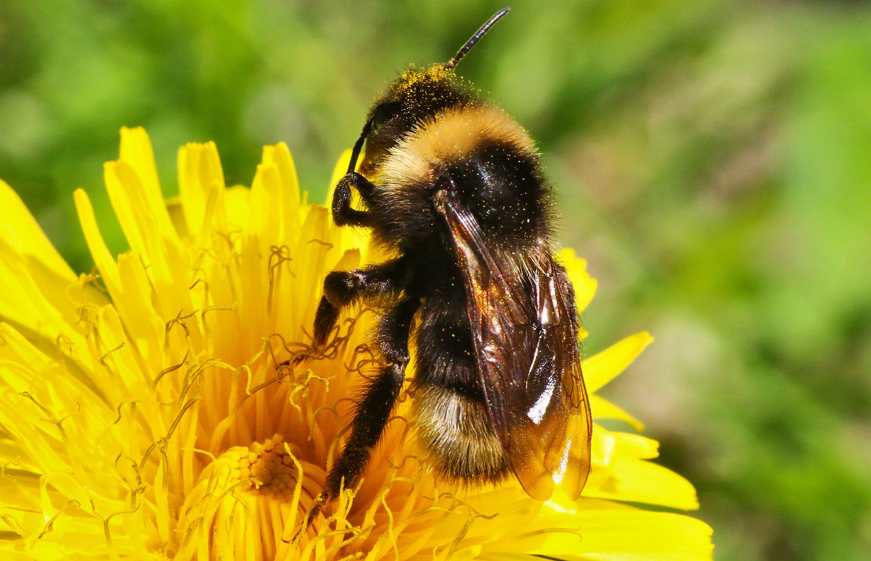 Les bourdons, du genre&nbsp;Bombus, sont de la même famille que les abeilles, mais sont plus trapus et plus poilus. Le terme « bourdon » est masculin, mais il existe bel et bien un bourdon reine et des ouvrières. © Sergey, fotolia