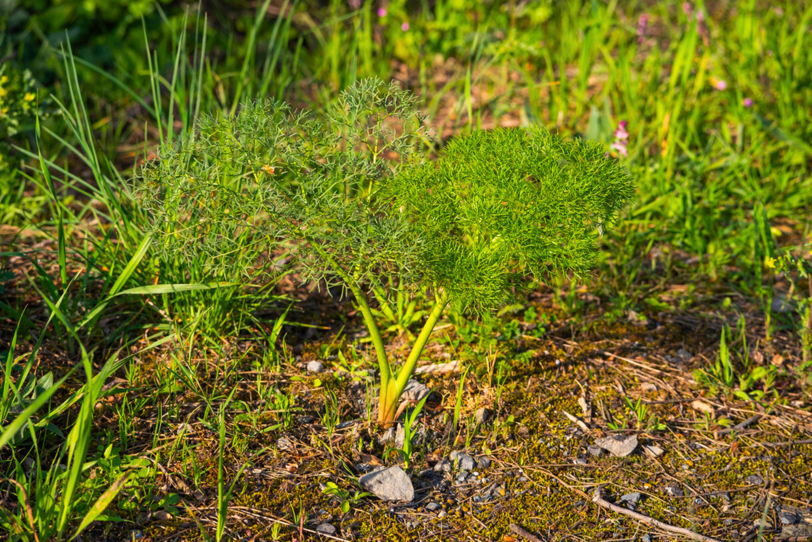 Trop mangé  ? Ce légume vous aidera à digérer cet excès. © Mario Elias Munoz Valencia, iStock