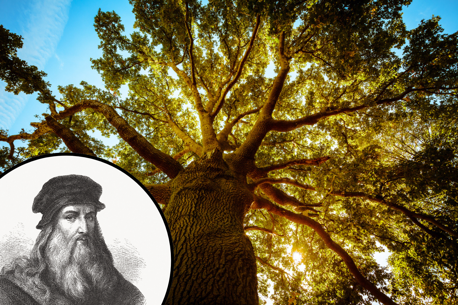 Quand la science moderne défie Léonard de Vinci et ses observations sur les arbres. © zodebala _ ZU_09, iStock