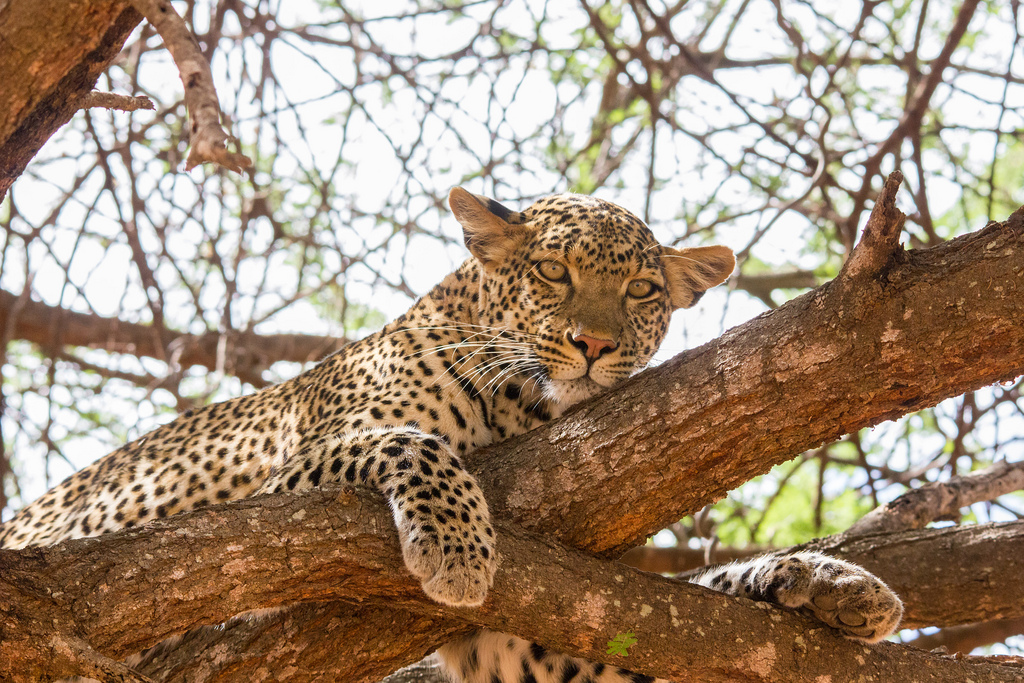 Historiquement, les léopards Panthera pardus ont occupé un territoire de 891.817 km2 dans le Sahara, soit bien plus que les 29.221 km2 actuels. Ce félin serait proche de l'extinction dans cette région aride du globe. © Peter R Steward, Flickr, cc by nc 2.0