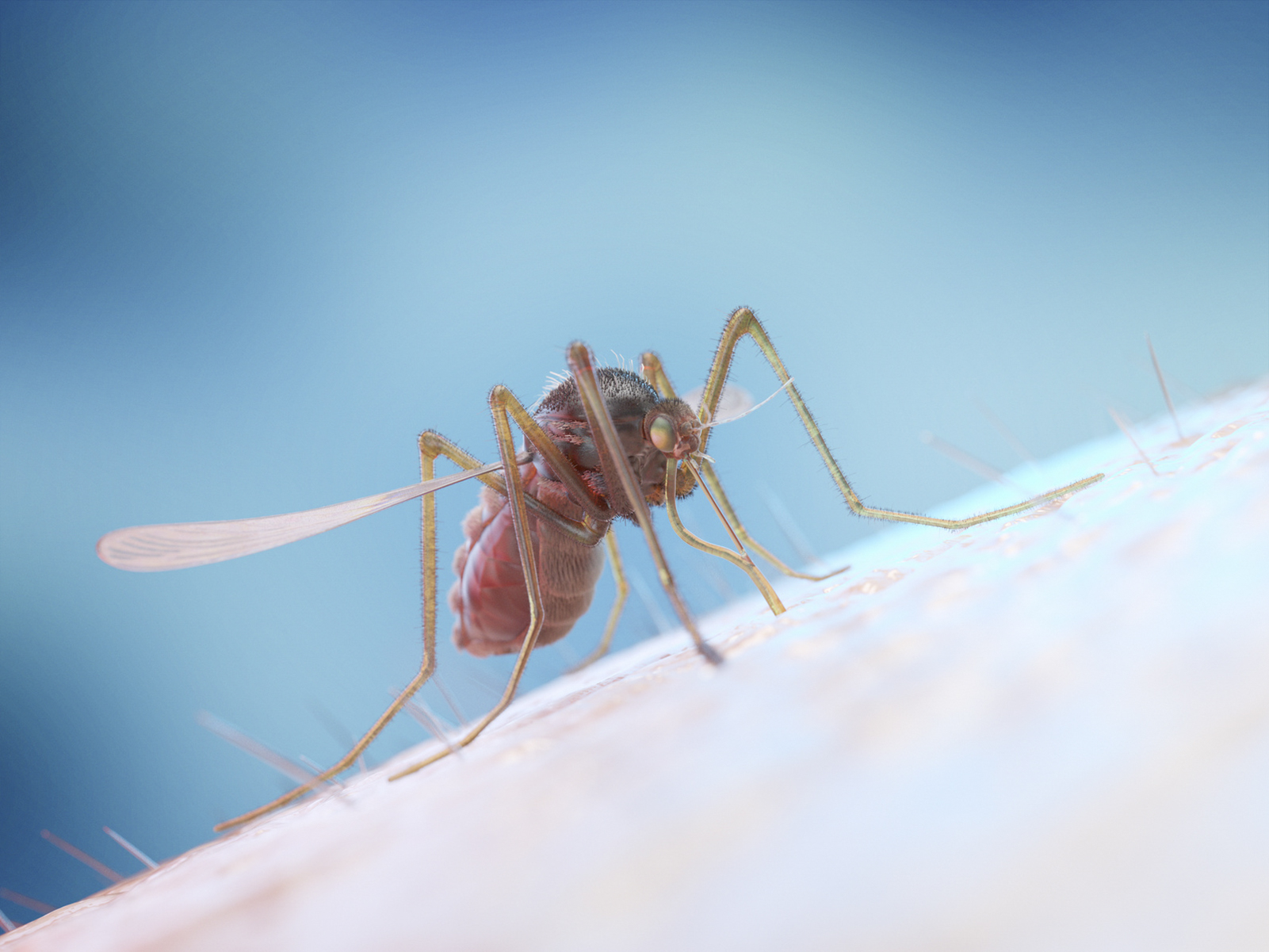 Le moustique peut transmettre le paludisme. © Sebastian Kaulitzki, Fotolia
