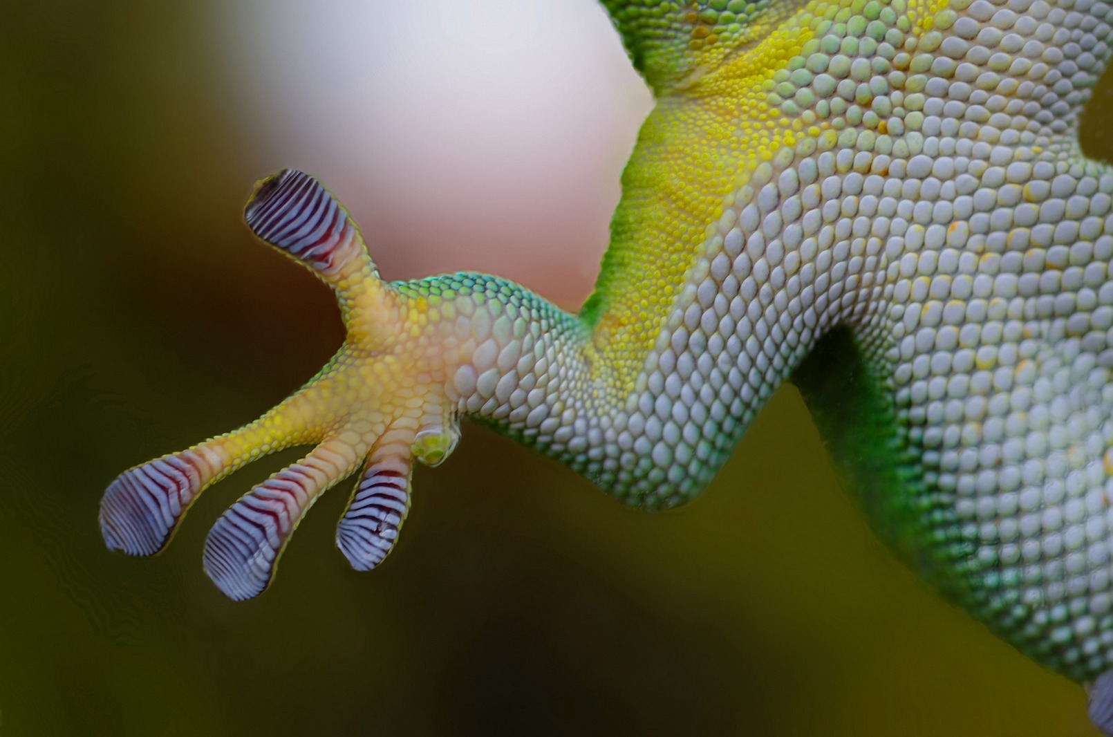 Le biomimétisme est l’un des moteurs de la robotique. © Rudy et Peter Skitterians/Pixabay