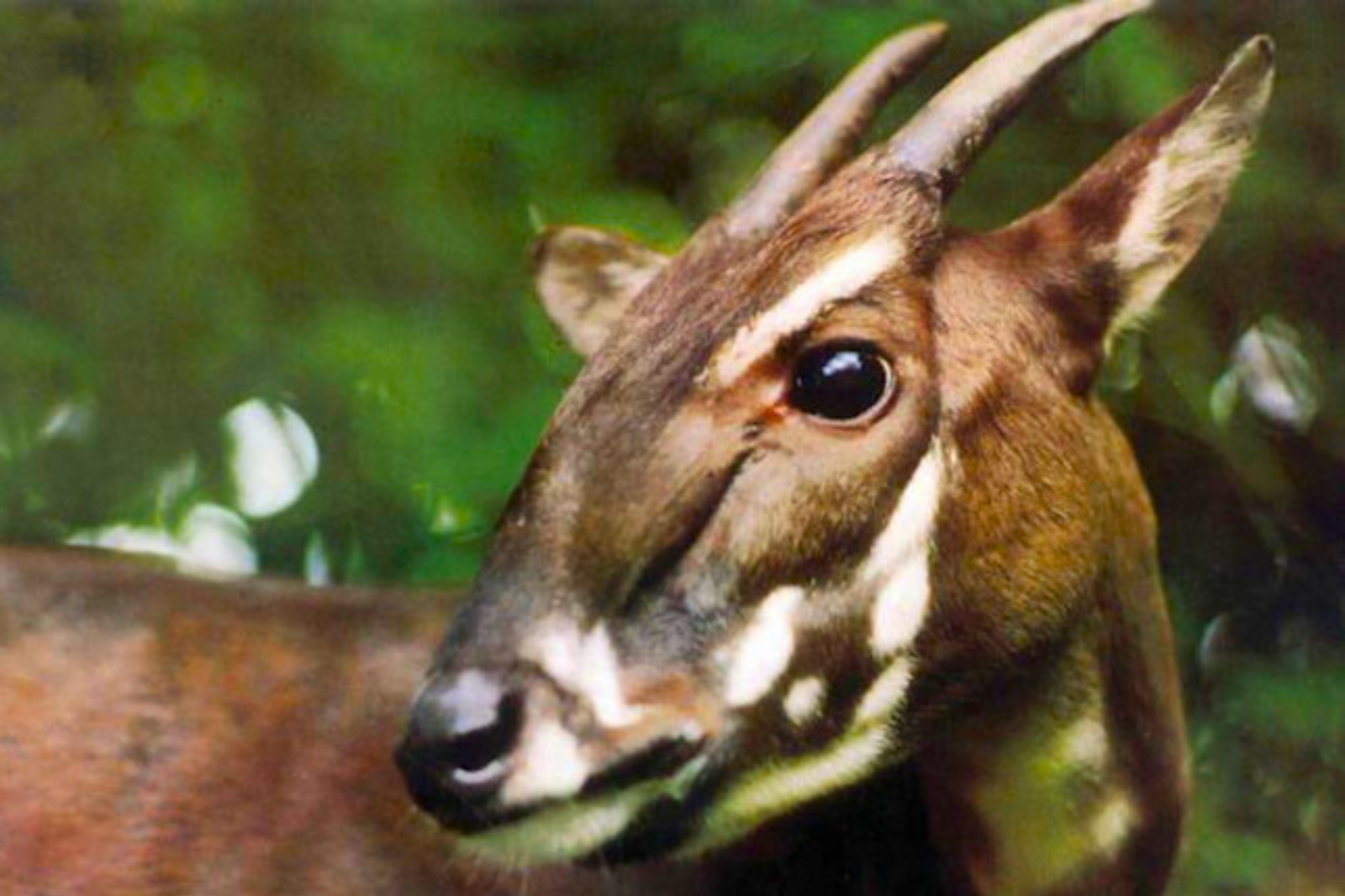 Séquençage du génome du saola : la course contre la possible extinction. © Toon Fey, WWF, iStock