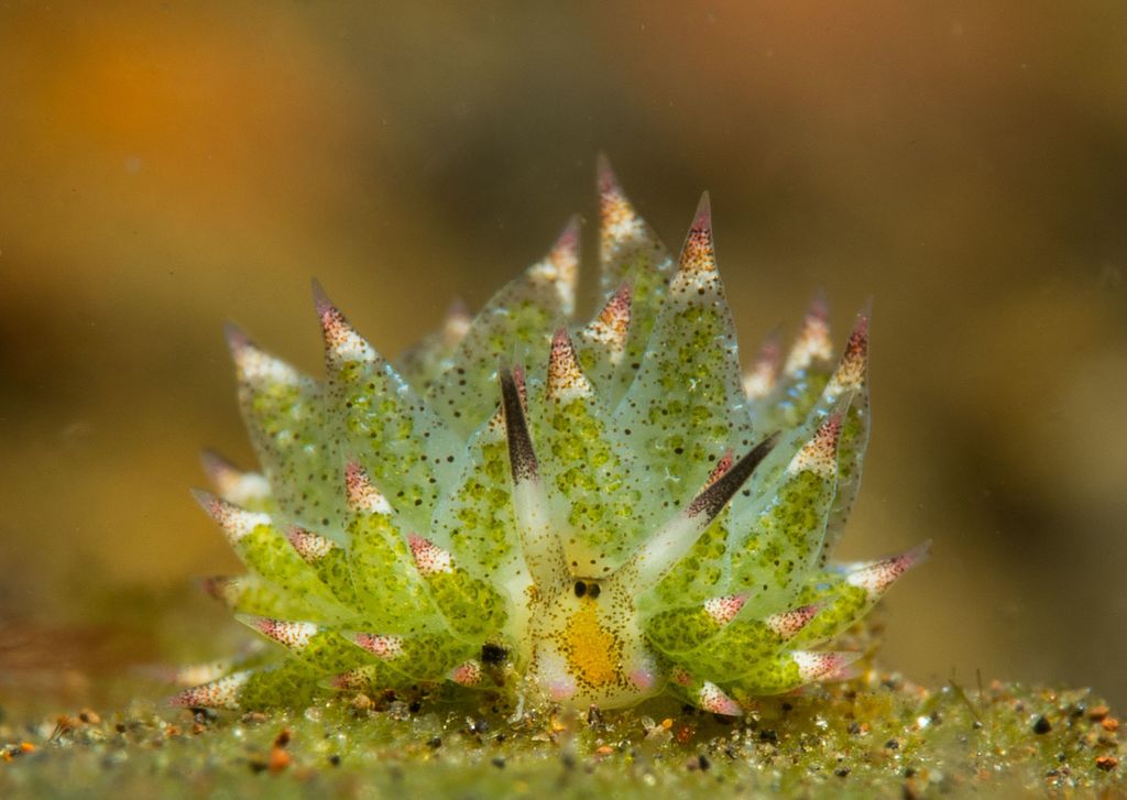 Une Costasiella kuroshimae vue de face. Les papilles remplies de chloroplaste sont bien visibles. © alif_abdulrahman, CC