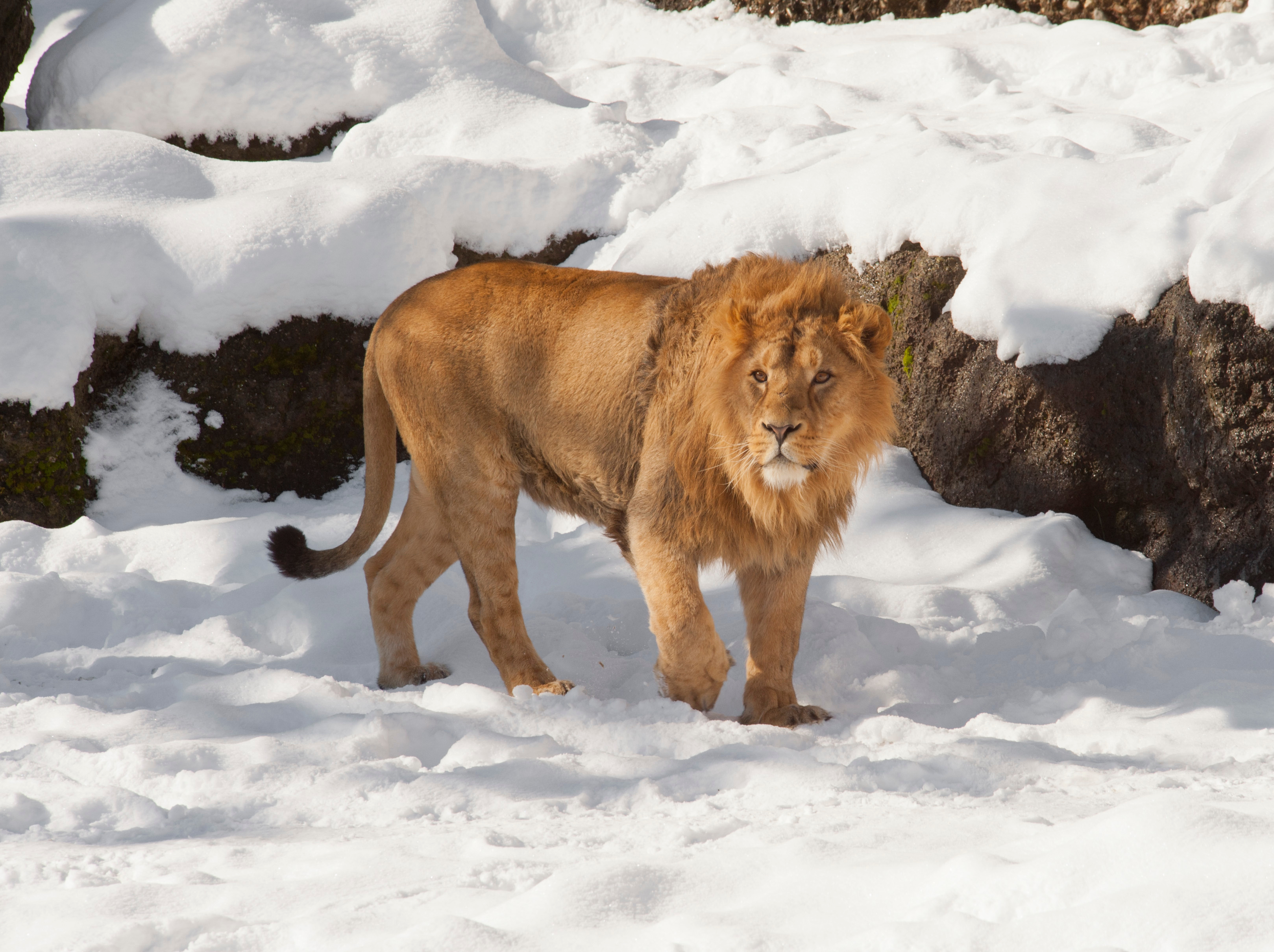 Les lions ont été confrontés à une tempête de neige en Afrique du Sud. © thamerpic, Adobe Stock