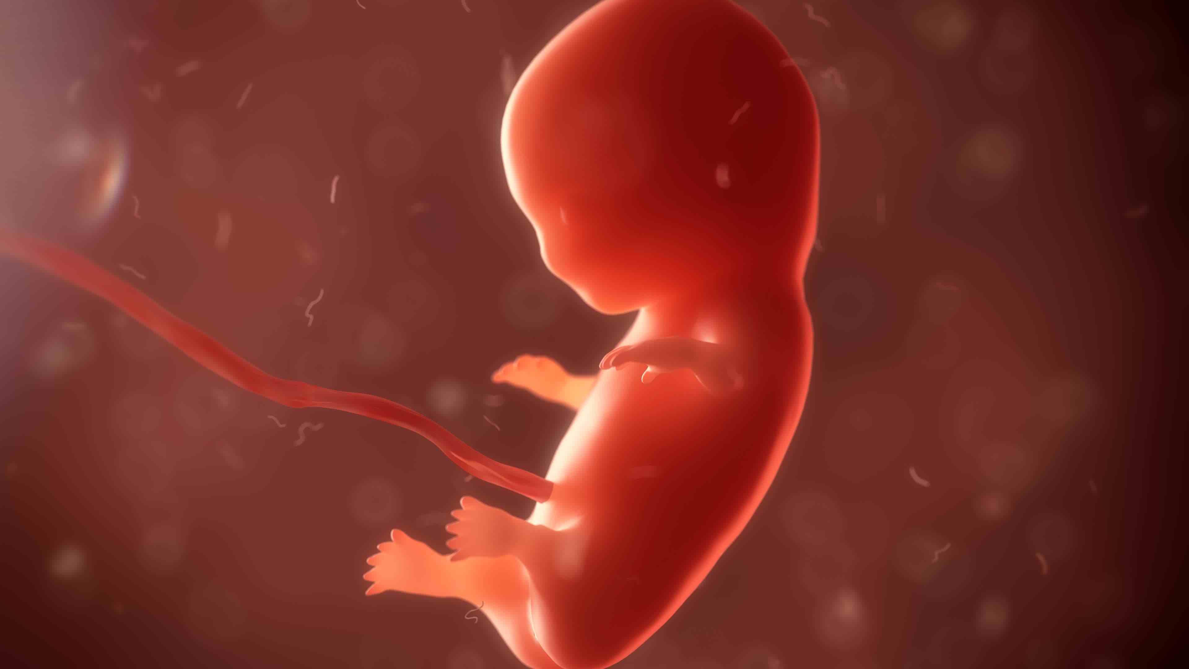 Le fœtus baigne dans le liquide amniotique. © unlimit3d, Adobe Stock
