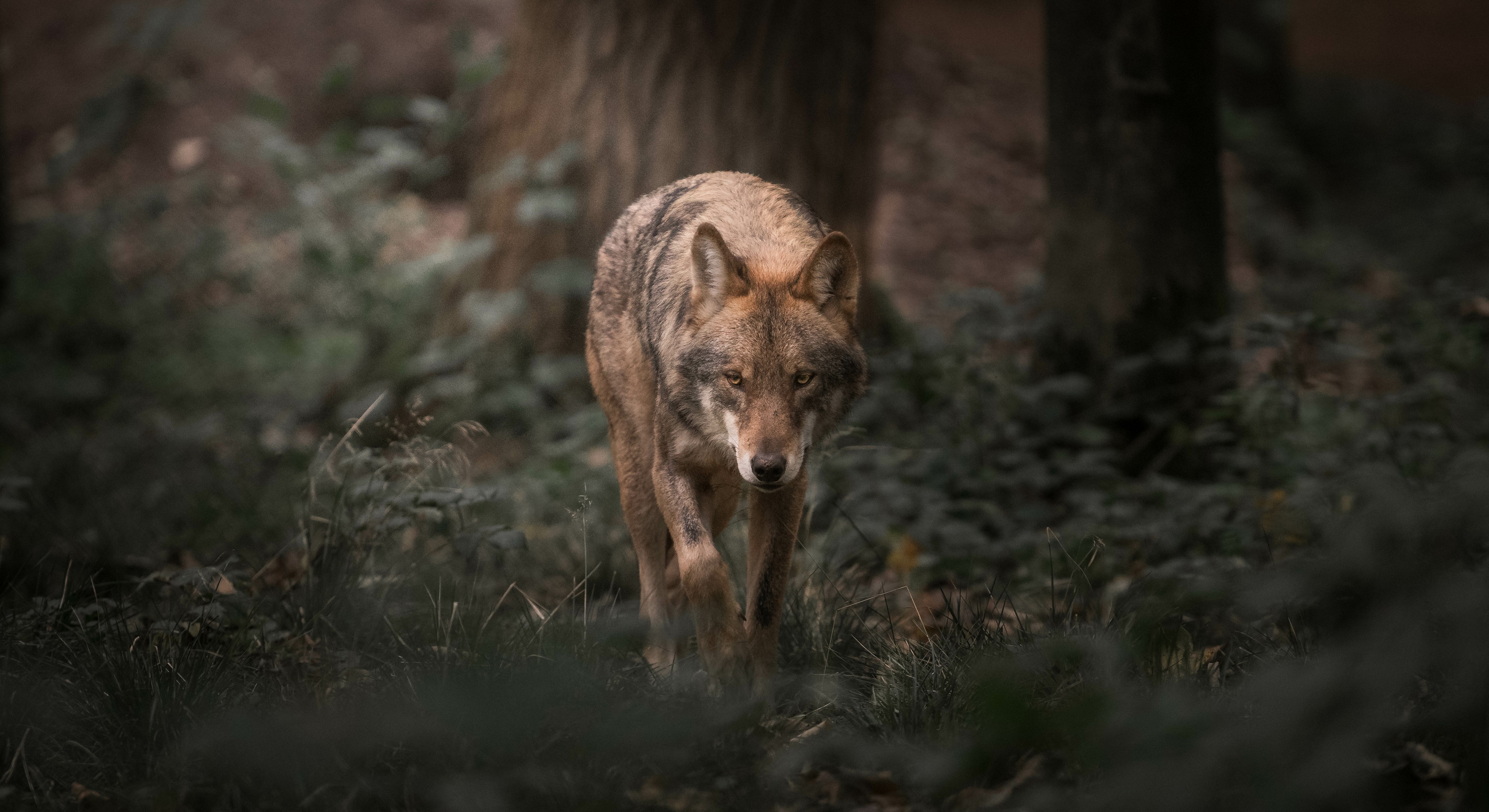 Le loup est victime, à tort, d’une image négative constamment relayée dans les médias, au détriment de sa conservation. © Dennis, Adobe Stock