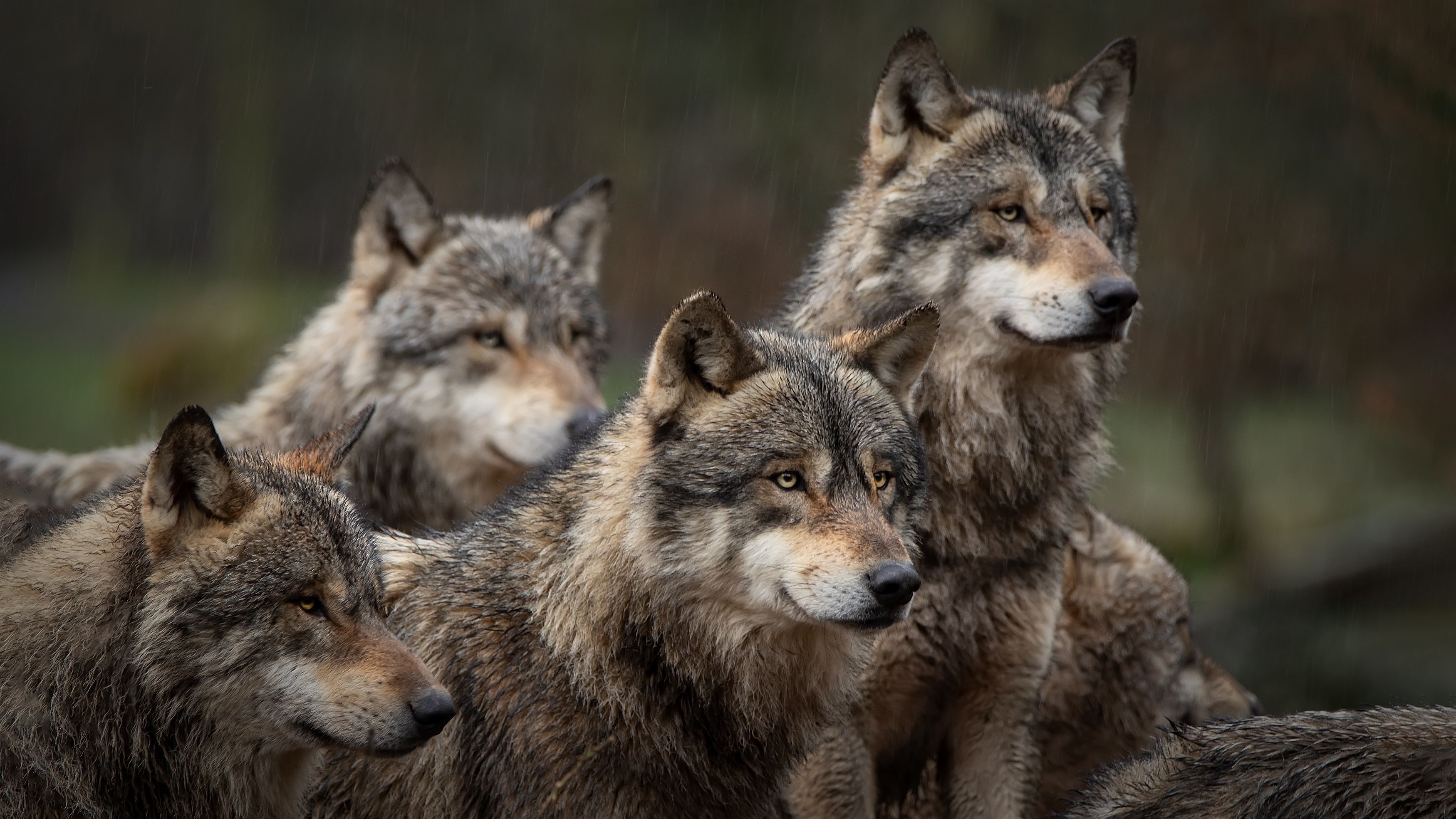 Pourquoi la réglementation est-elle renforcée au détriment de la protection du loup, alors que sa population est en déclin à l’échelle nationale ? © Patrick Jjpeg, Adobe Stock