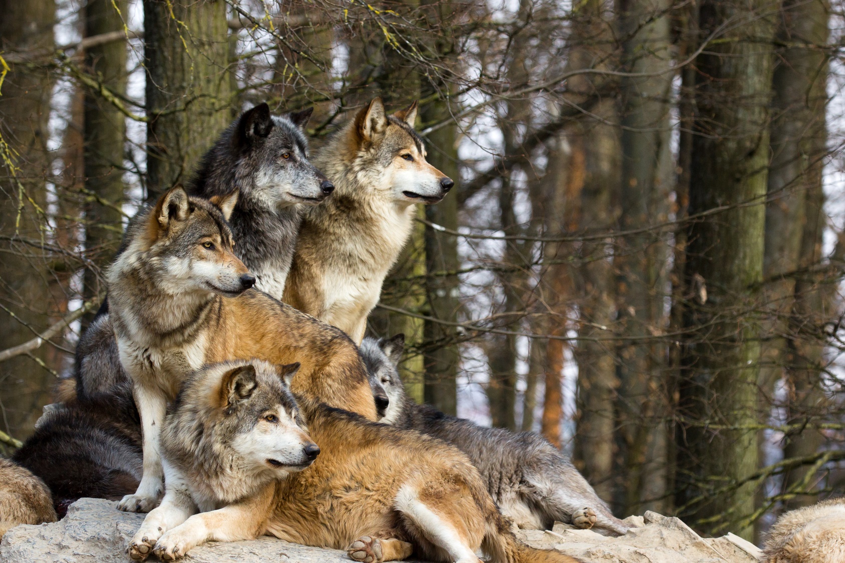 Où vivent les loups en France ? © Cloudtail, Fotolia