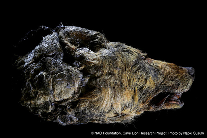Tête incroyablement bien préservée d’un loup du Pléistocène datant de plus de 40.000 ans. Elle a traversé les âges, préservée dans le sous-sol gelé de Sibérie. © NAO Foundation, Cave Lion Research Project. Photo by Naoki Suzuki (Jikei University School of Medicine, Tokyo)