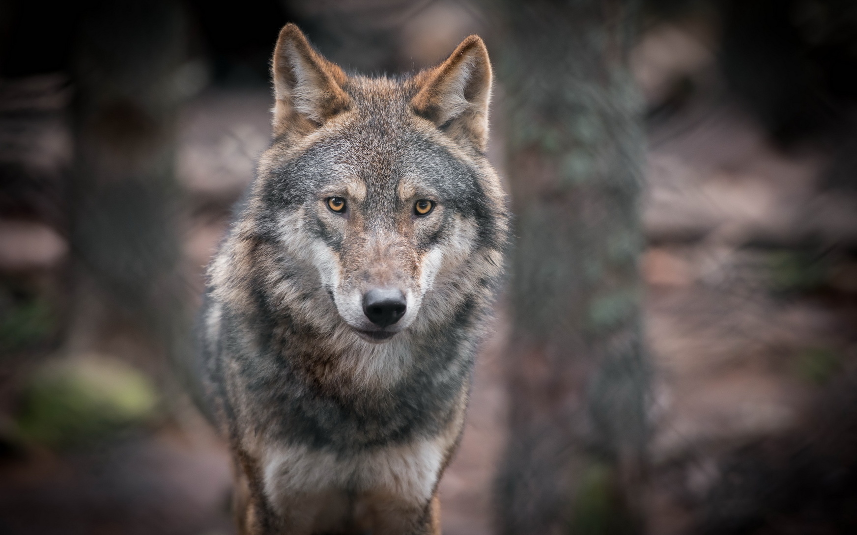Les loups du parc à loups du Gévaudan s'ébattent sur 20 hectares, dont 7 sont ouverts aux visiteurs. © Vjaceslavs, fotolia