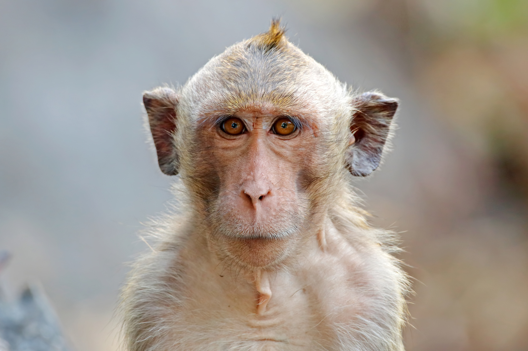 Photo d'un macaque crabier. © assoonasrp, fotolia
