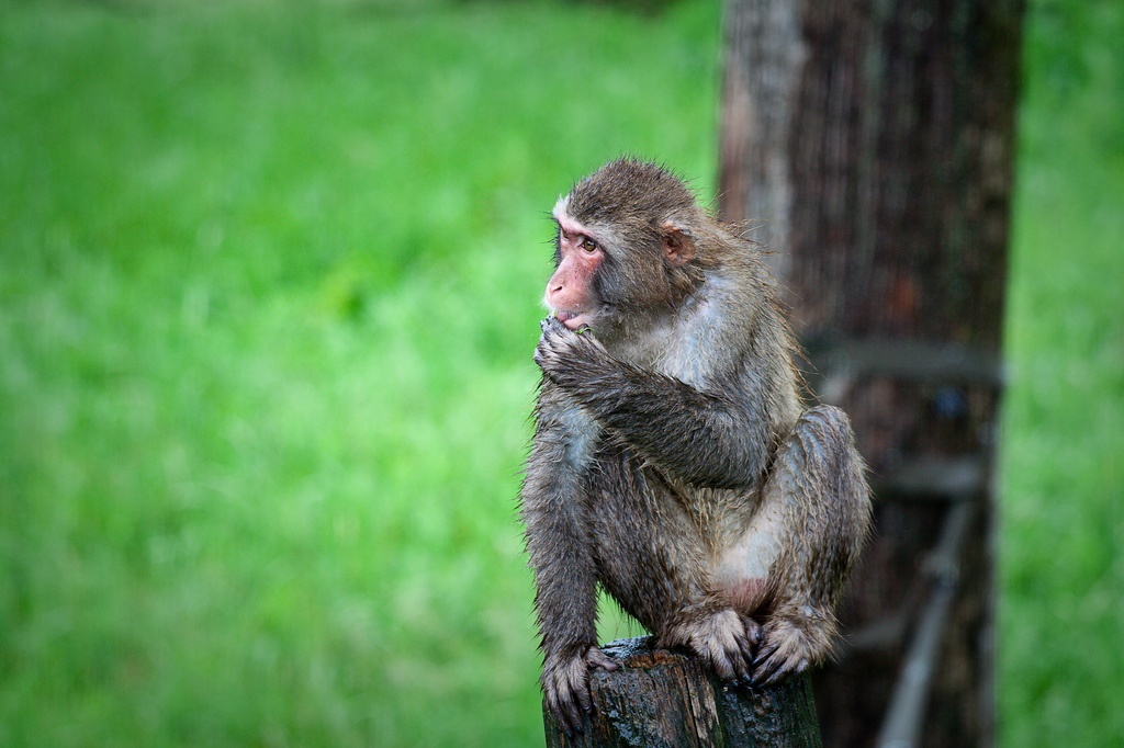 Les macaques japonais sont des primates de la famille des cercopithecidés. Ils exploitent les mêmes aires cérébrales que nous lorsqu'ils utilisent l'un de leurs doigts. En revanche, seul l'Homme a une maîtrise neurale propre de son gros orteil. © Éric Santerre, Flickr, cc by nc sa 2.0