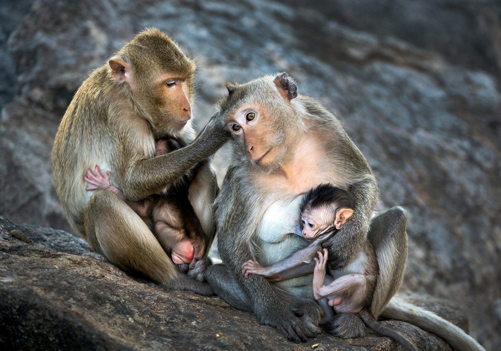 Le clonage d'un macaque génétiquement modifié par des scientifiques chinois est annoncé comme une première mondiale. © MrPreecha, Fotolia