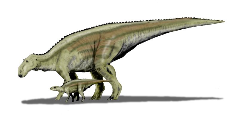Les Maiasaura, signifiant « bonne mère reptile », du fait de nombreux ossements trouvés à côté de nids, étaient des représentants des hadrosauridés. © Nobu Tamura, Wikipédia, cc by 3.0