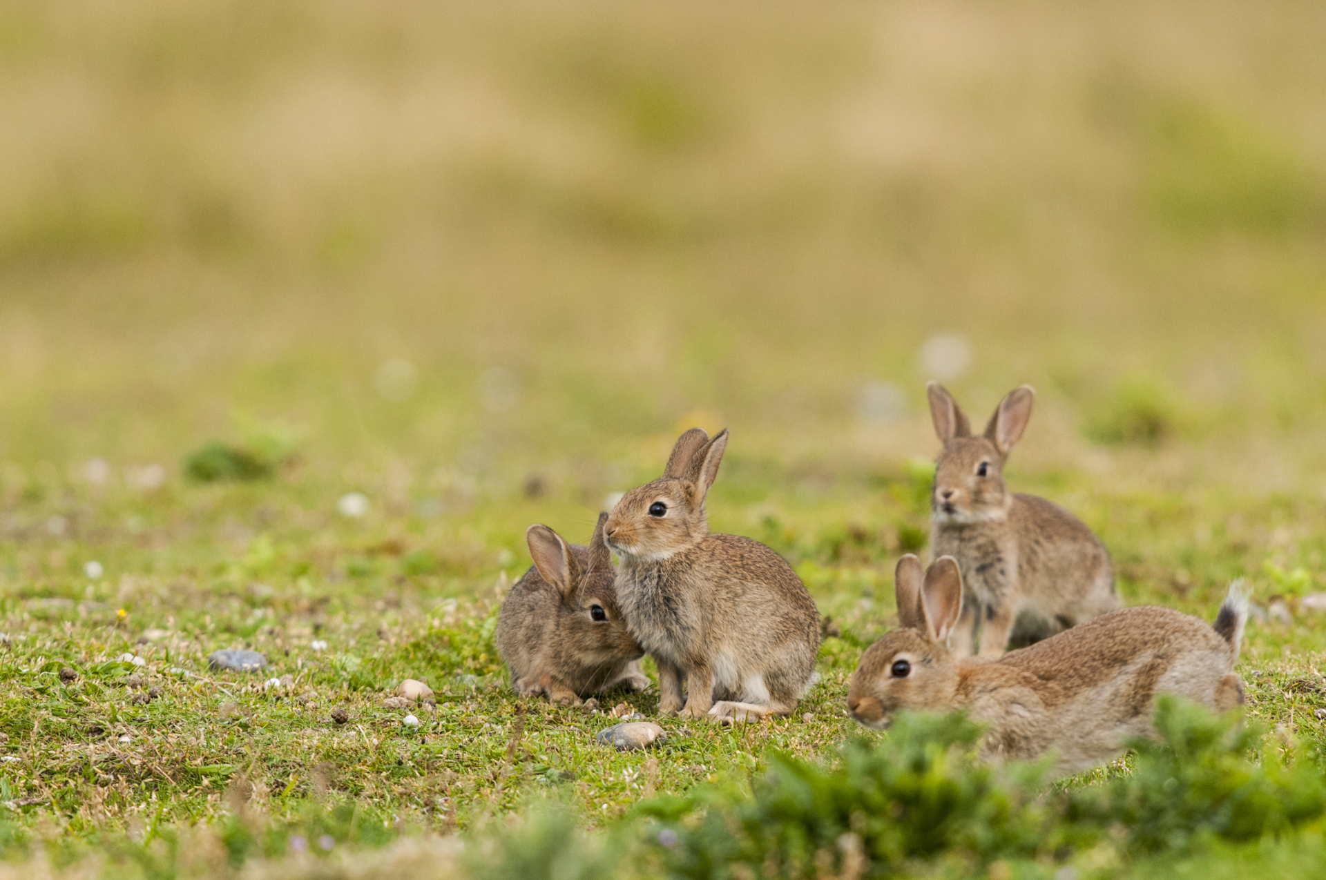 Aux États-Unis, des milliers de lapin de garenne sont morts à cause d'une maladie virale très contagieuse. © Alonbou, Adobe Stock