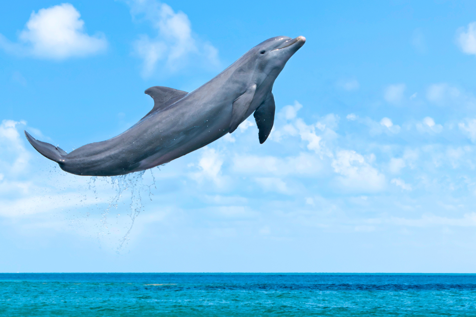 Les cétacés, comme les dauphins et les orques, sont désormais « verrouillés » dans leur mode de vie aquatique, selon la loi de Dollo. © mphillips007, iStock