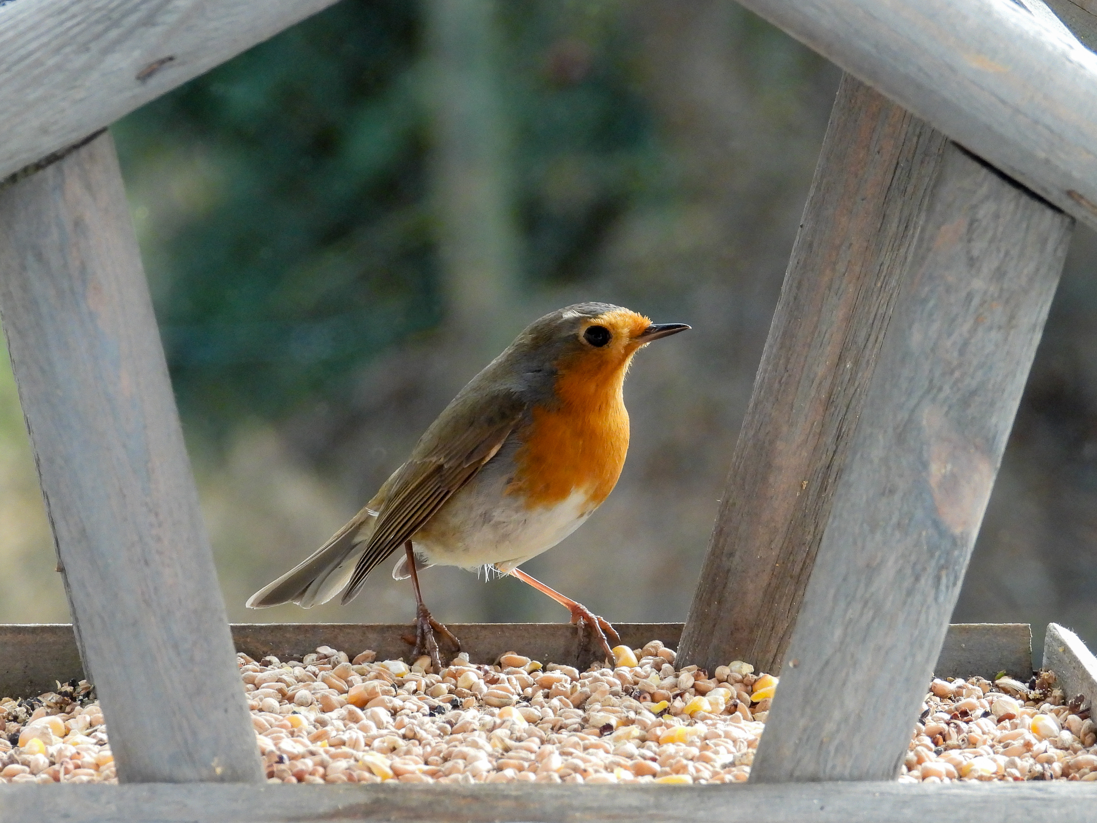 Installer une mangeoire permet d'aider les oiseaux à se nourrir pendant certaines périodes de l'année. © yvonne, Adobe Stock