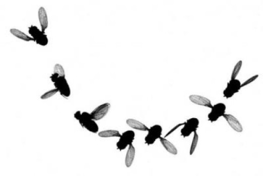 Les chercheurs de l'université de Washington ont filmé le vol de mouches des fruits. Ici, l'insecte a repéré une menace vers le bas. En réponse, la petite drosophile a viré très sec sur sa droite, s'inclinant à environ 90° et, en même temps, a orienté sa trajectoire vers le haut. © F. Muijres, université de Washington