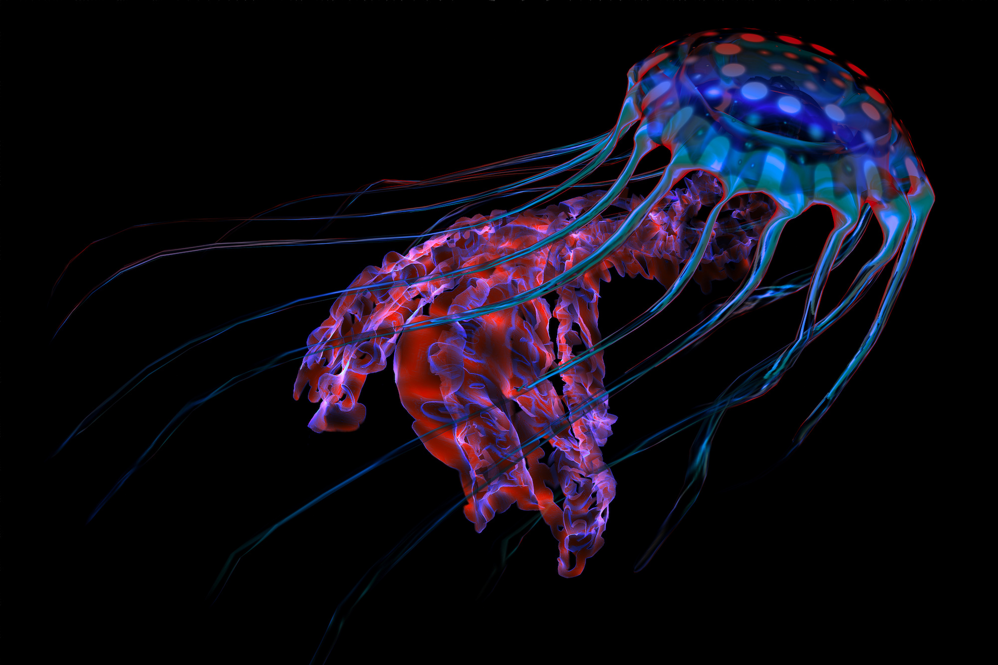 Méduse dotée de la capacité de bioluminescence. © Catmando, Adobe Stock
