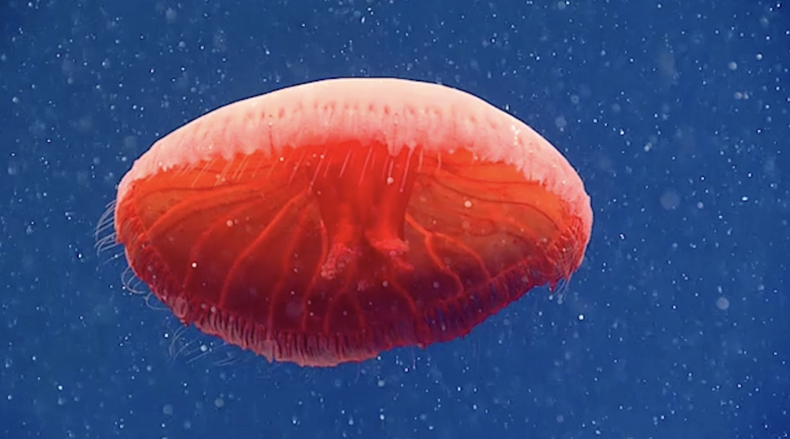 Les formes et couleurs des méduses sont multiples et de nombreuses espèces demeurent encore non répertoriées. Ici, la méduse rouge découvertes en 2021 au large de la Nouvelle-Angleterre.&nbsp;© NOAA Ocean Exploration