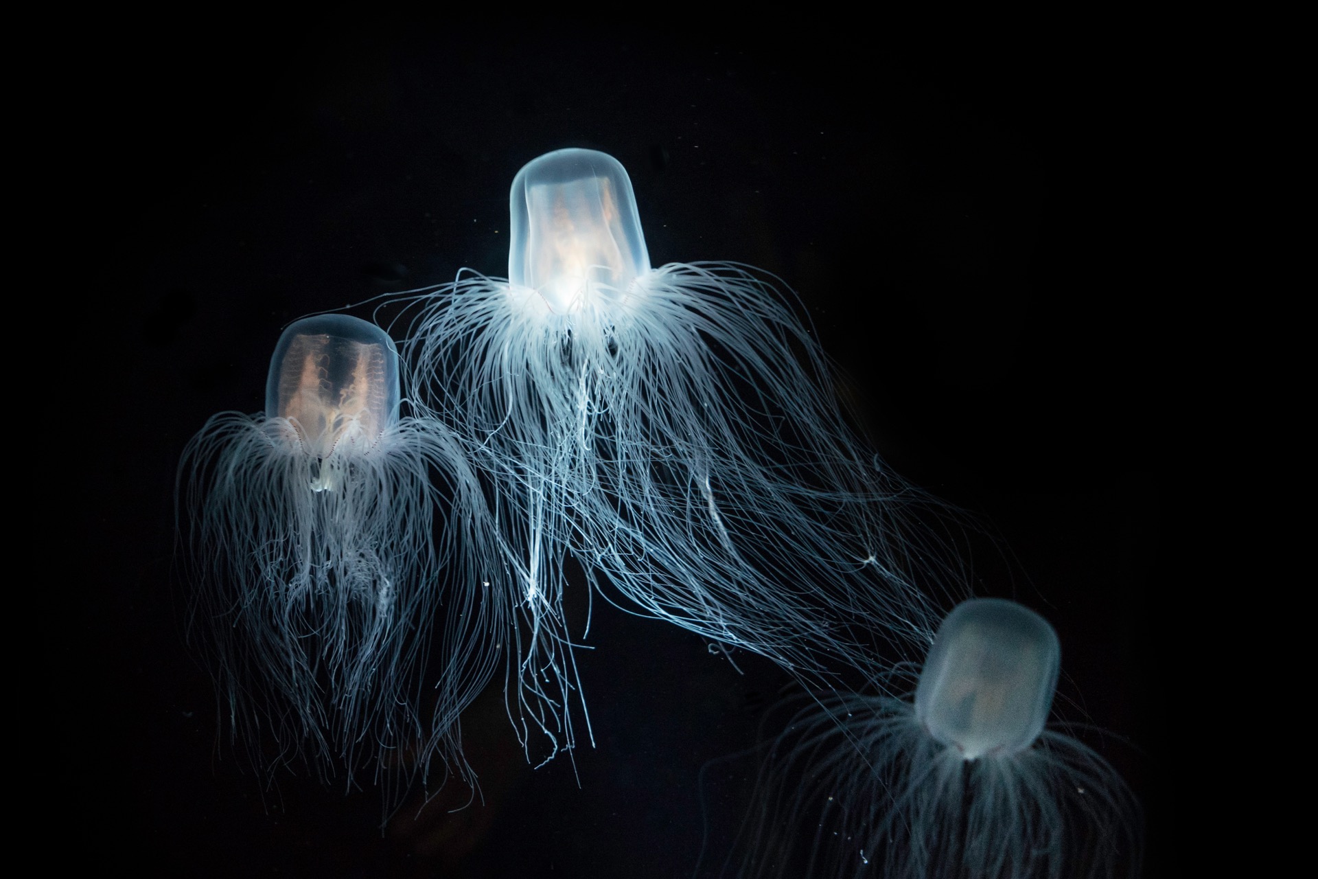 La méduse Turritopsis dohrnii ne connait pas le vieillissement. Photo d'illustration. © Duangkamon, Adobe Stock