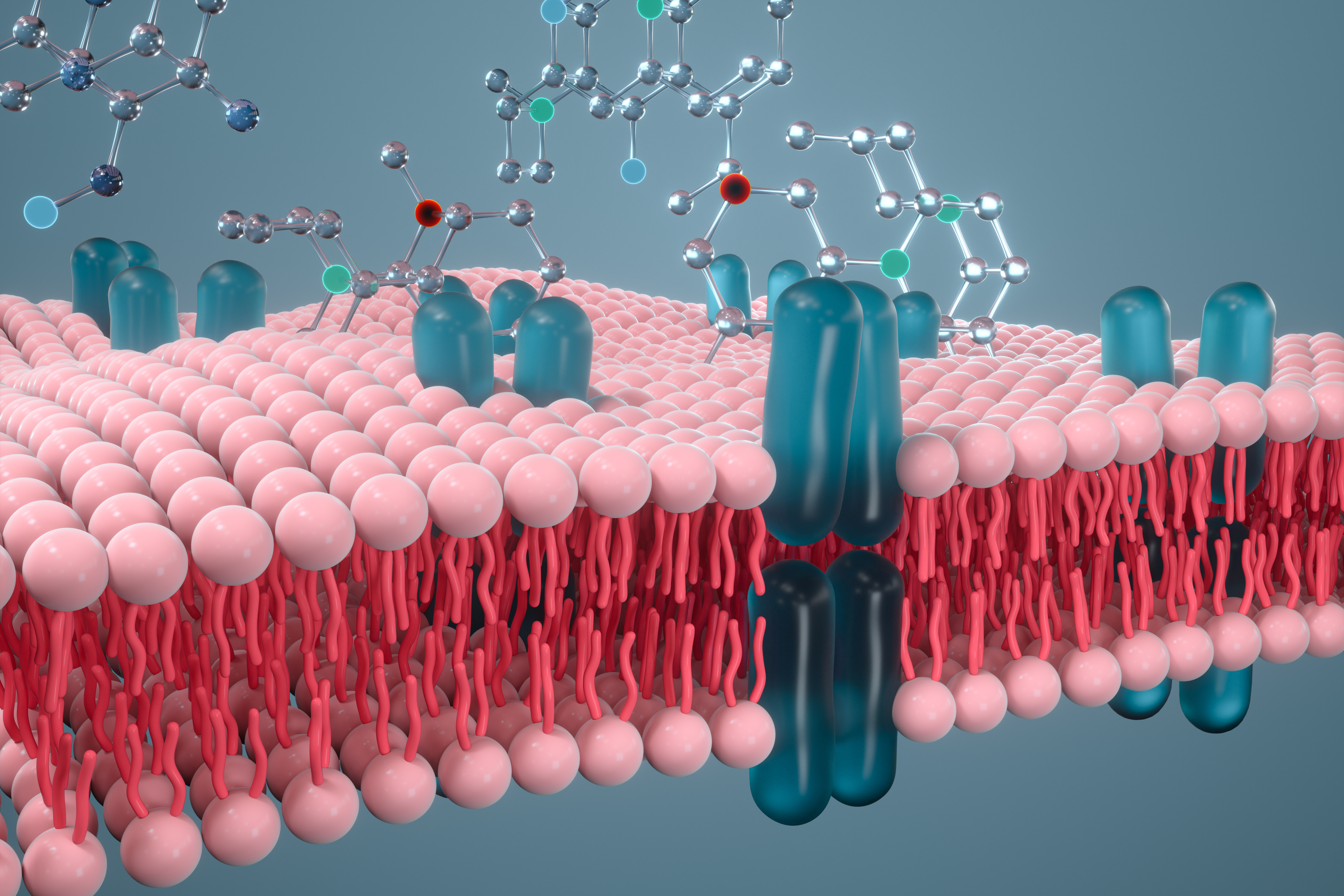 Les lipides, communément appelés « graisses », contribuent à diverses fonctions dans les organismes vivants. (Membrane cellulaire, image 3D.) © Vink Fan, Adobe Stock