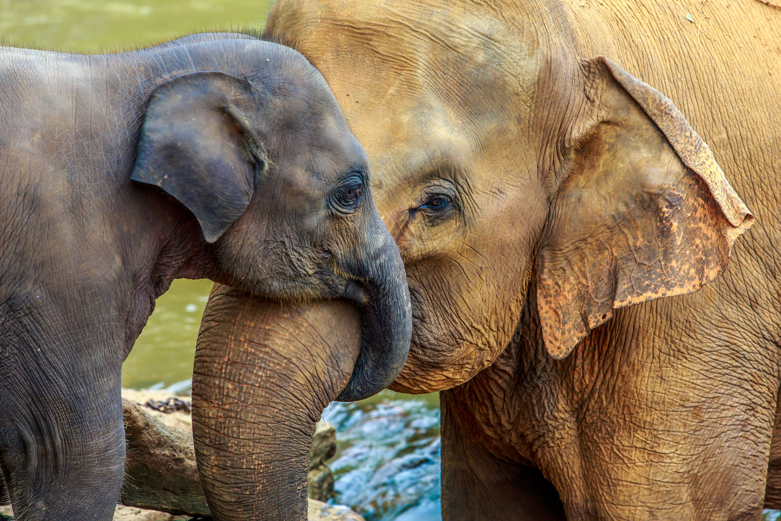 Peur, joie, colère, tristesse, les éléphants possèdent une palette d'émotions très large. © aiisha, Adobe Stock
