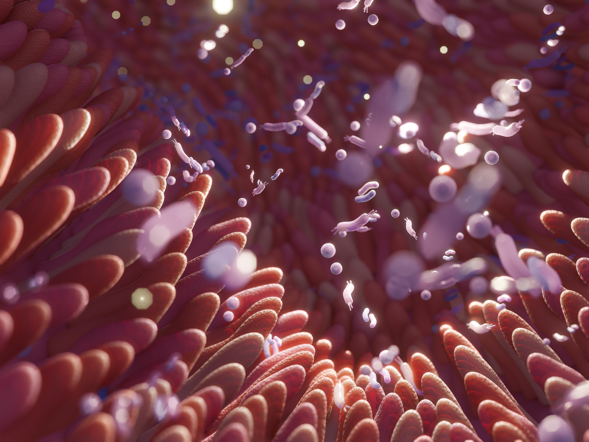 Les acides biliaires sont un élément clé du langage du microbiome intestinal. © Troyanphoto, Adobe Stock