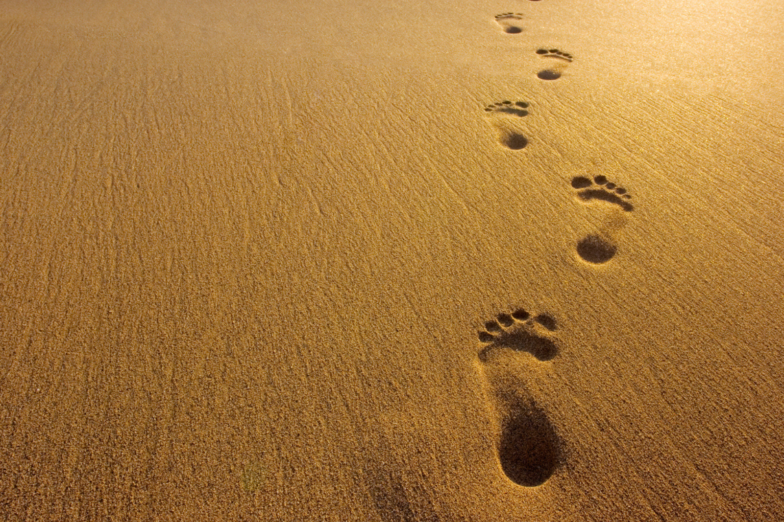 Ces traces de pas révèlent une migration humaine oubliée ! © DNY59, iStock