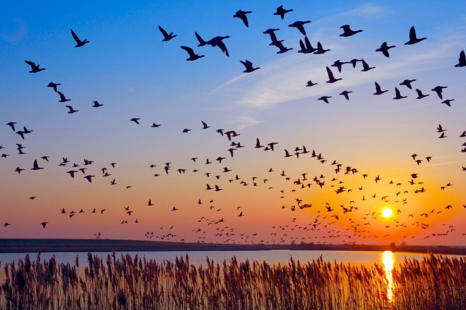 Dix mois à voler sans s'arrêter ? Voici l'oiseau qui détient le record ! © Eurotravel, iStock