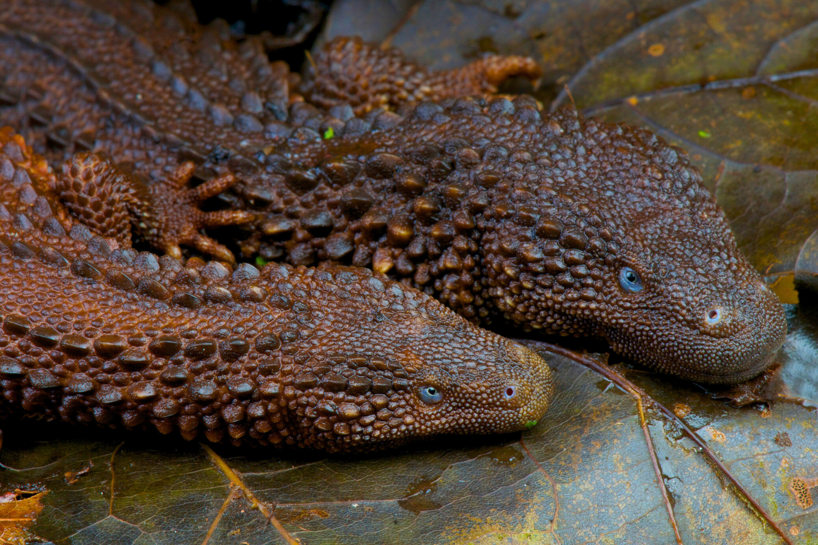 On l’appelle le « Saint Graal » des reptiles : voici pourquoi il est si convoité. © reptiles4all, iStock