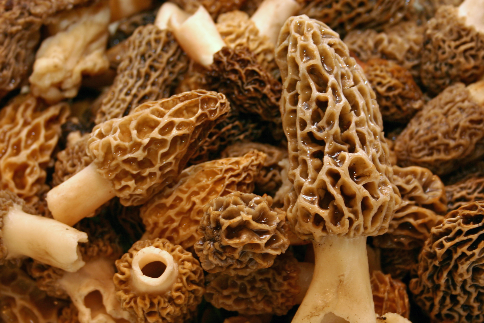 Ces champignons que vous adoriez ramasser deviennent introuvables… et voici pourquoi. © Doulos, iStock