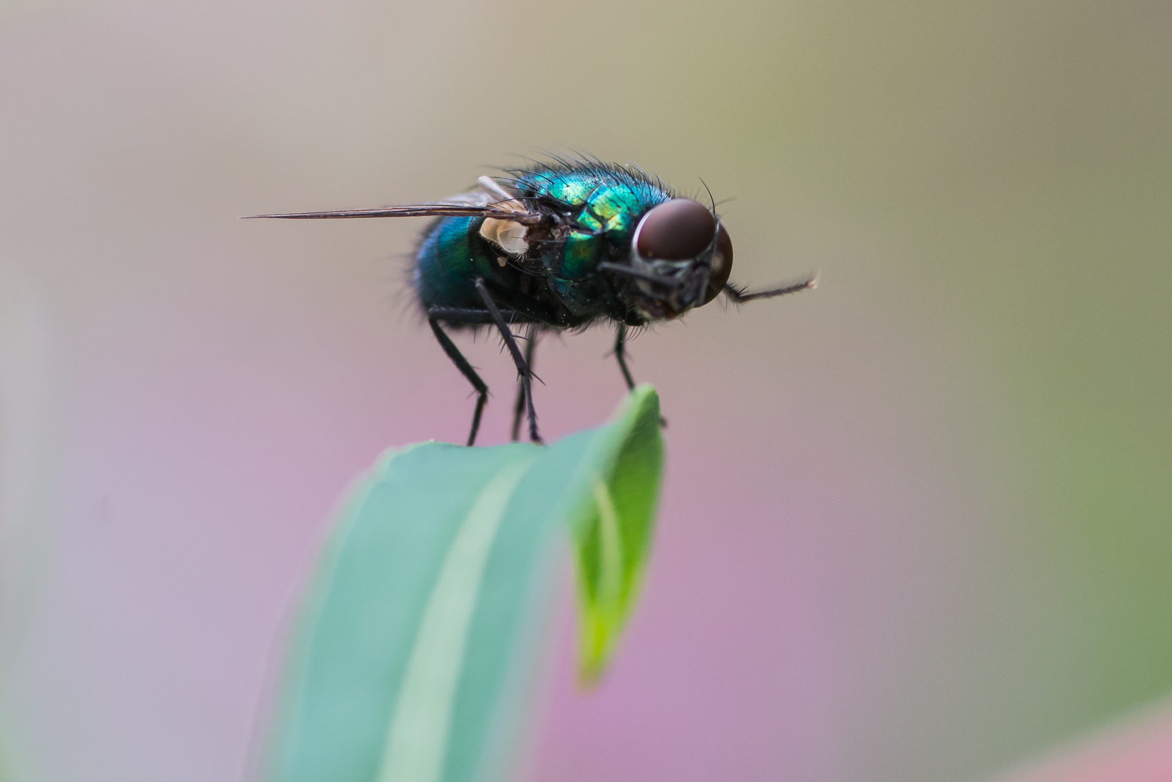 Les mouches aussi perçoivent les illusions d'optique. © Matthew, Fotolia