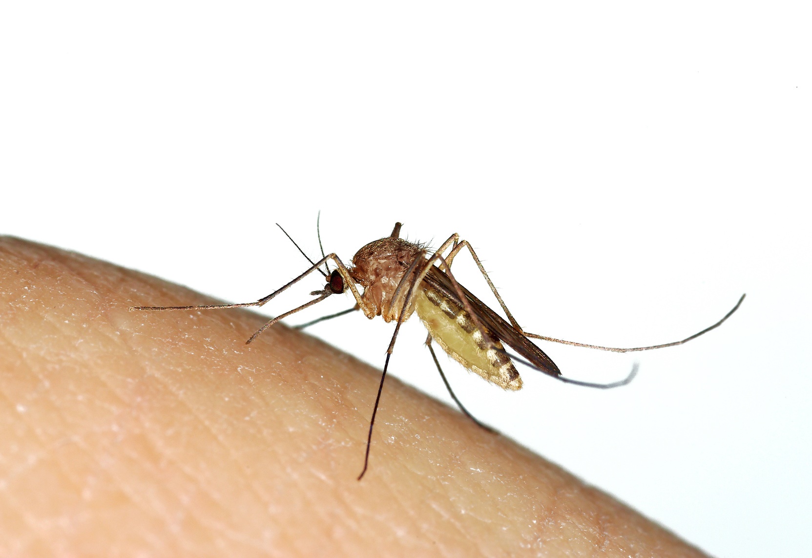 Le virus de l’encéphalite japonaise est transmis par un moustique du genre Culex. © Marco Uliana, Fotolia