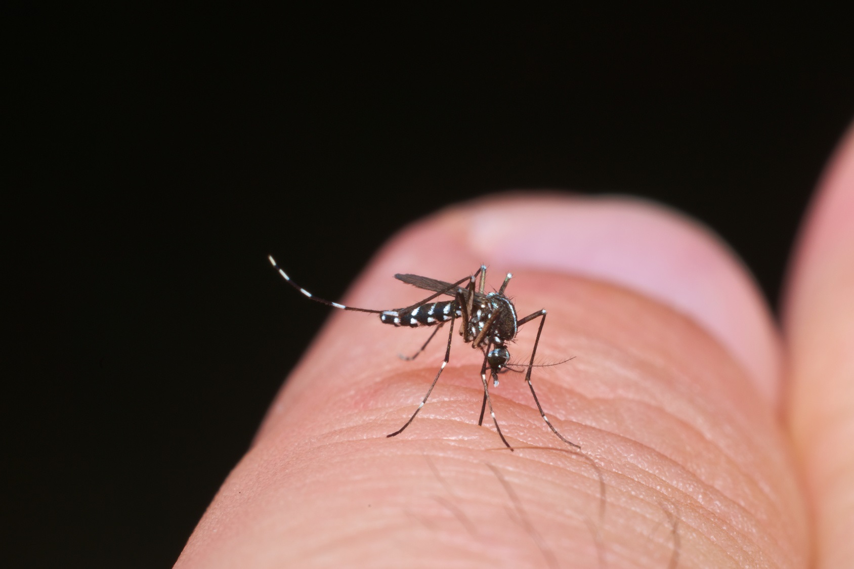 La piqûre du moustique-tigre peut transmettre des maladies. © saccobent, Fotolia