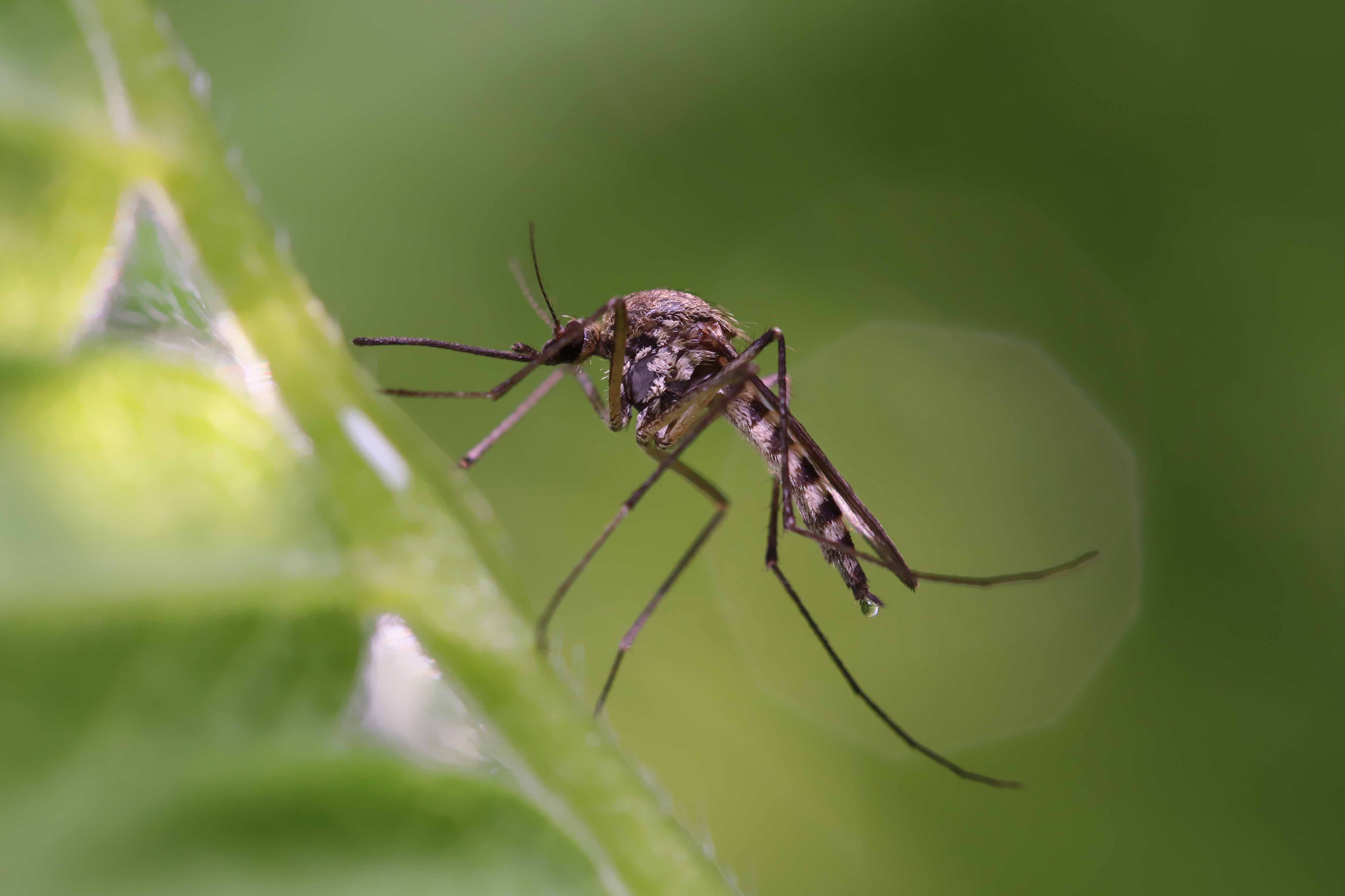 Certains moustiques peuvent transmettre des maladies graves aux humains. © achkin, Adobe Stock
