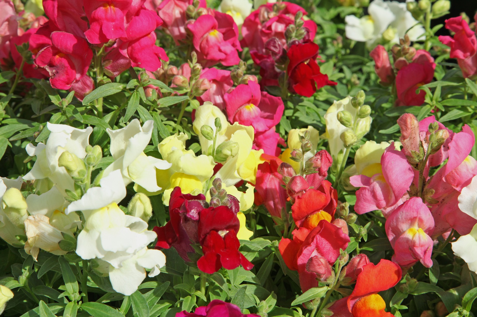 Mélange de fleurs de muflier. © hcast, Adobe Stock