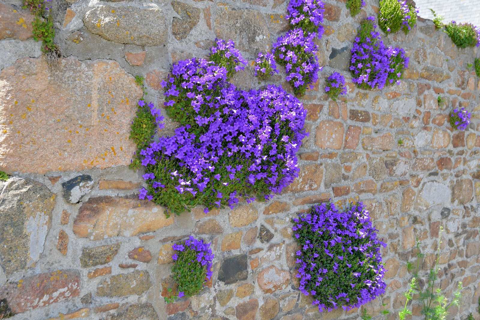 Campanules des murailles qui fleurissent un mur. © aquaphoto, AdobeStock