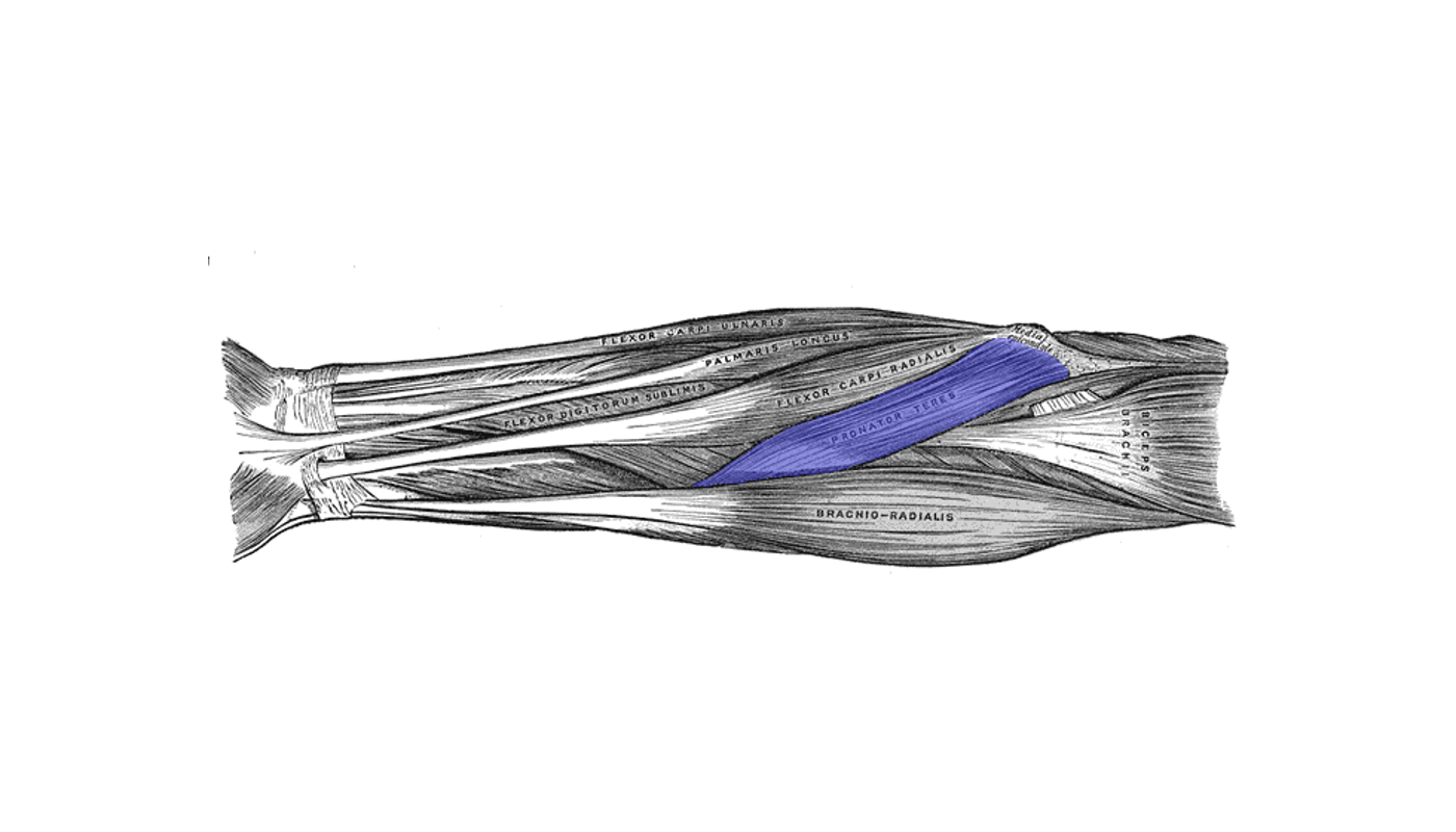 Le muscle rond pronateur apparaît de manière superficielle à son insertion proximale, près du coude. © Gray's Anatomy, Wikipedia, DP