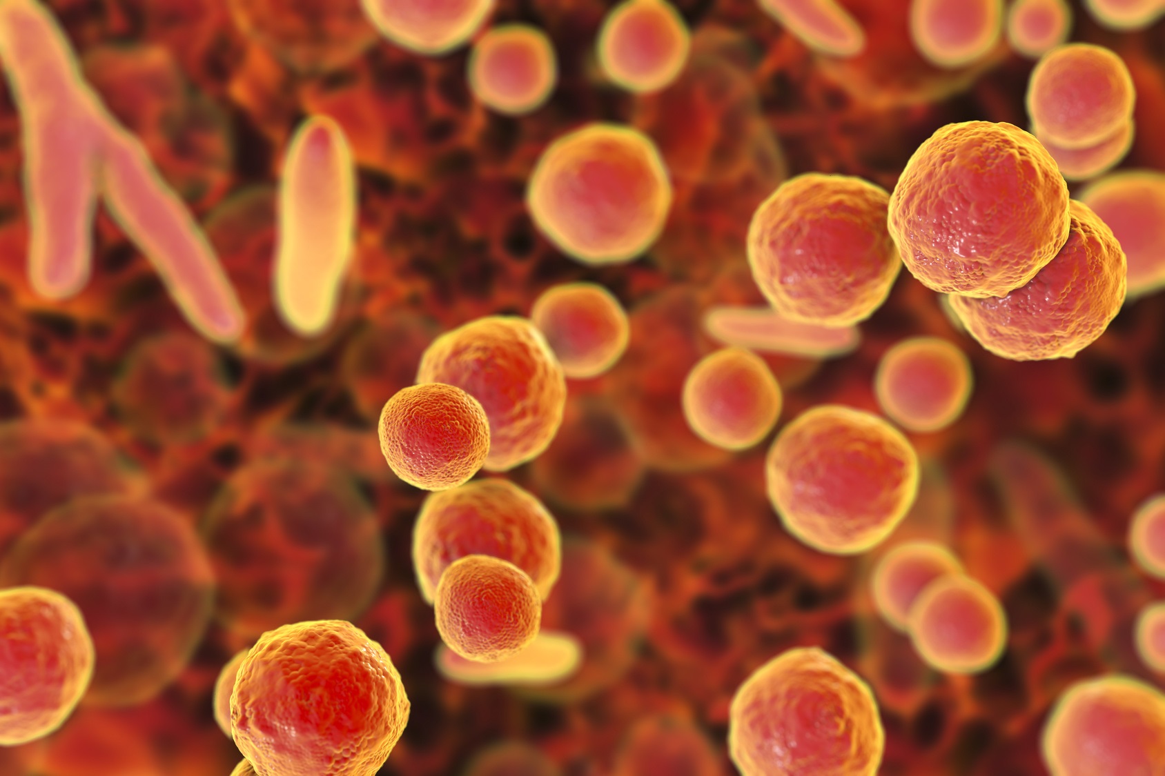 Les mycoplasmes sont de petites bactéries sans paroi. © Kateryna_Kon, Fotolia