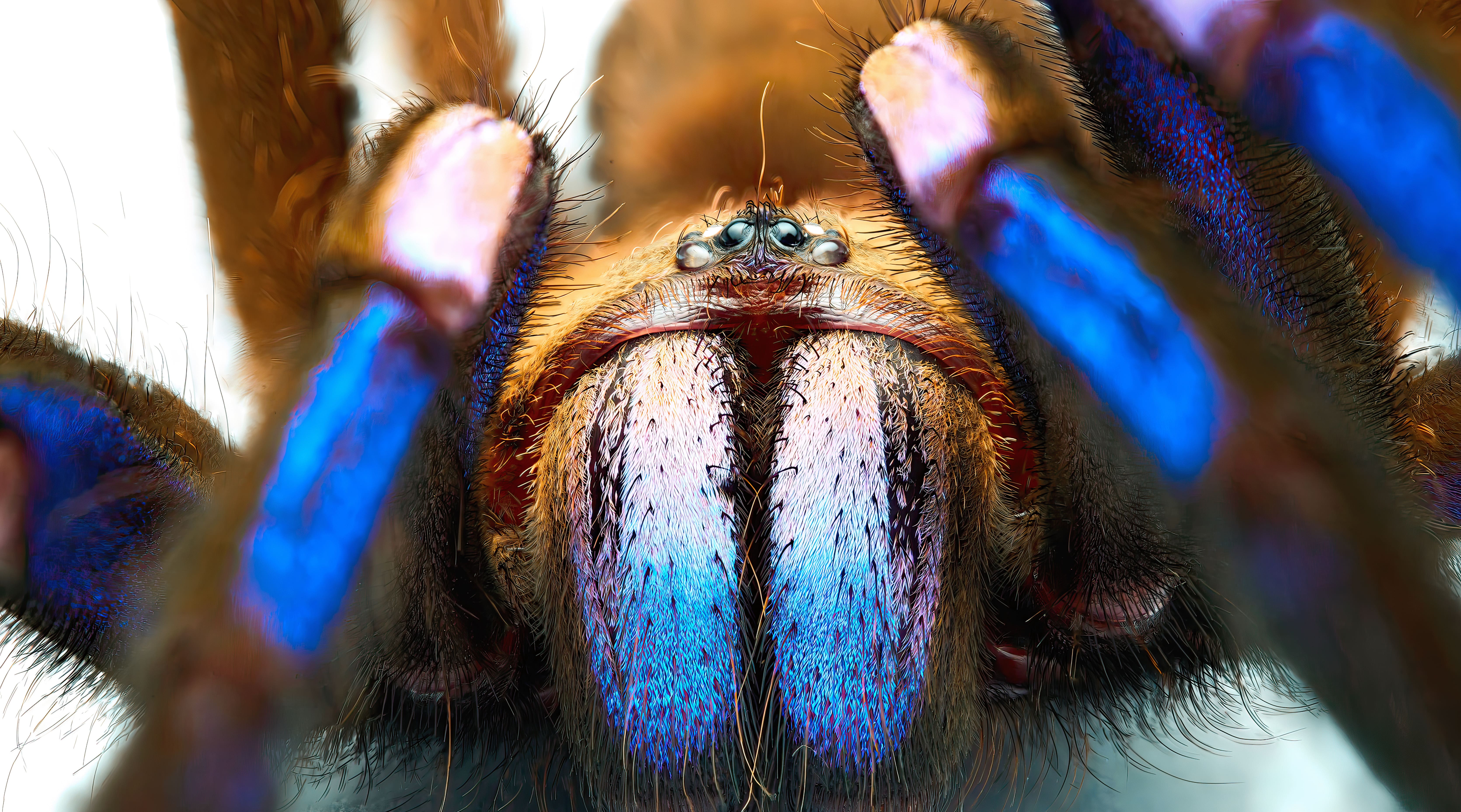 Le gros plan sur Chilobrachys natanicharum permet de s'apercevoir que ce sont ses soies (poils) qui lui donnent cette couleur bleue irisée. © Yuranan Nanthaisong